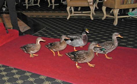 Peabody ducks - Located in Downtown Memphis, the historic luxury hotel, The Peabody Memphis, is probably best known for the Peabody Ducks. The custom first started in the 1930s as a joke by the P